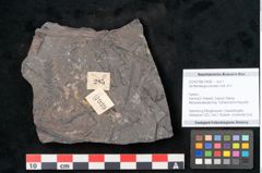 Foto (Objekt + Etikett) von Senftenbergia crenata Lindl. et H. (NHMW-GEO-2024-0188-10939)